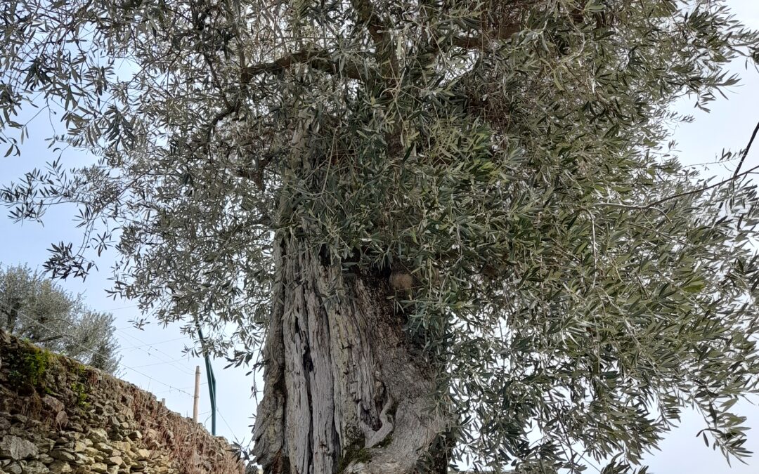 Olive trees in Douro – a Mediterranean heritage