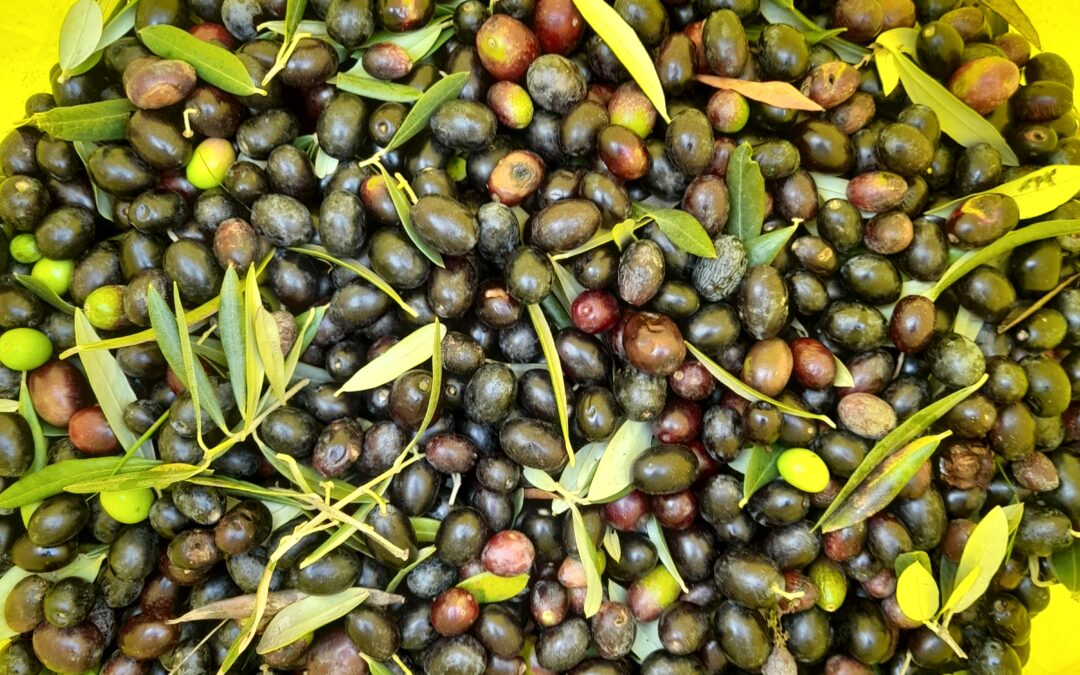 A bag full of olives