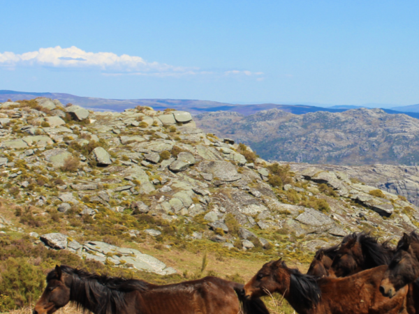 Captura de ecrã 2026-04-15, às 10.55.06